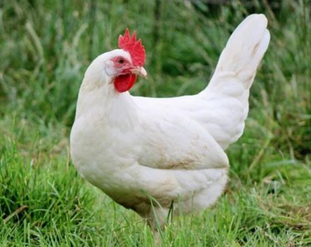 Description and conditions of keeping chickens of the Russian White breed