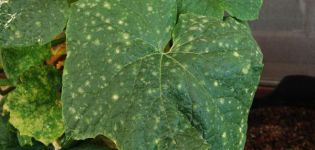 What to do if holes appear on the leaves of cucumbers