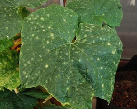 What to do if holes appear on the leaves of cucumbers