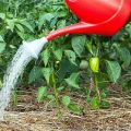 How to feed pepper with iodine and can it be used as a fertilizer?