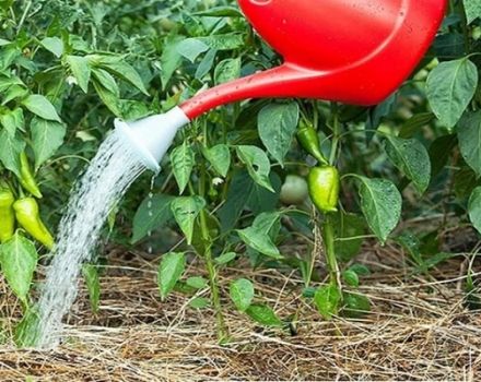 How to feed pepper with iodine and can it be used as a fertilizer?