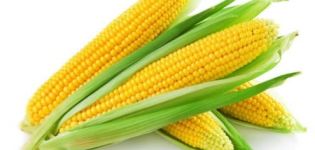 TOP 50 jenis jagung manis terbaik dengan penerangan dan penanaman