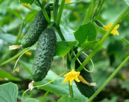 Description of the f1 red mullet cucumber variety, its yield and cultivation