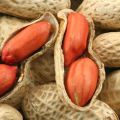 Description of varieties and types of peanuts, useful and harmful properties, planting and care