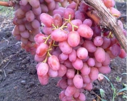 Description and characteristics of the Vodogray grape variety, pros and cons, cultivation