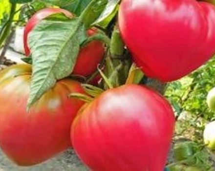 Description de la variété de tomate Casque rose, ses caractéristiques