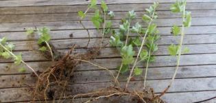 Optimal timing and best ways to propagate gooseberries