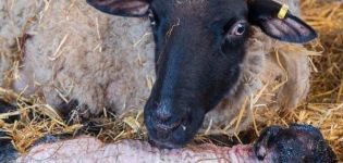 What can and can not be fed to sheep after lambing and the frequency of eating