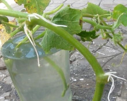 How to root the stepchildren of cucumbers using the method of cuttings and propagation by layering?