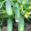 Description of the Eliza cucumber variety, features of cultivation and care