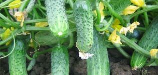 Description of the Eliza cucumber variety, features of cultivation and care