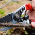 When and how to properly trim currants for a good harvest