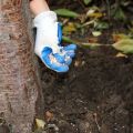 Comment nourrir la prune en été, les règles et le moment de la fertilisation