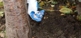 Comment nourrir la prune en été, les règles et le moment de la fertilisation