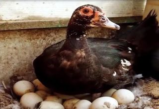 Adakah mungkin untuk makan dan seperti apa telur, faedah dan keburukan makanan tersebut