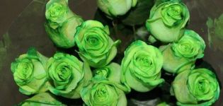 The best varieties of green roses, rules for growing and care, a combination