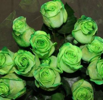 The best varieties of green roses, rules of growing and care, a combination