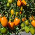 Characteristics and description of the tomato variety Golden Fleece