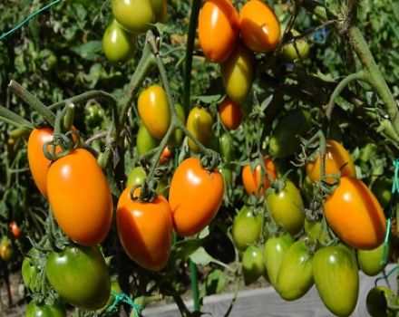 Characteristics and description of the tomato variety Golden Fleece