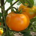 Description de la variété de tomate Golden Queen et de ses caractéristiques