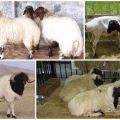 Description and characteristics of the Kalmyk sheep breed, maintenance rules