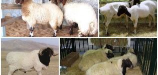 Description and characteristics of the Kalmyk sheep breed, maintenance rules