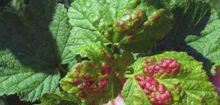 What to do if red spots appear on the leaves of grapes, how to deal and how to treat