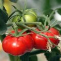 Caractéristiques et description de la variété de tomate Miracle du marché, son rendement