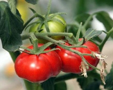 Ciri-ciri dan keterangan pelbagai jenis tomato Keajaiban pasar, hasilnya