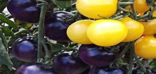 Descrizione della varietà di pomodoro Blueberry-Creamy e della sua tecnologia agricola