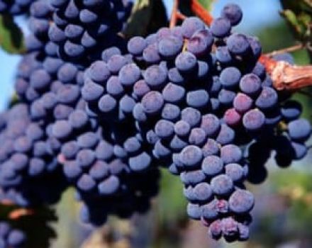 Popis a charakteristika odrůdy hroznů Carmenere, historie, pěstování a péče