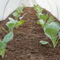 How to grow and care for cabbage outdoors and greenhouse