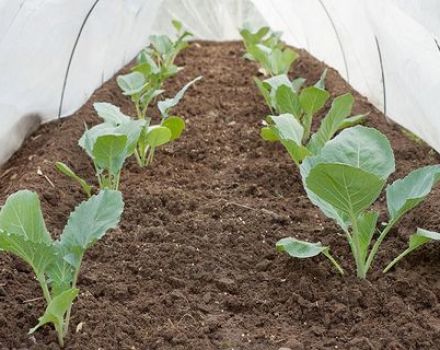 How to grow and care for cabbage outdoors and greenhouse