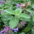 Description of varieties and types of mint with names that exist