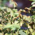 Raisons pour lesquelles la rose grimpante ne fleurit pas et comment aider la plante