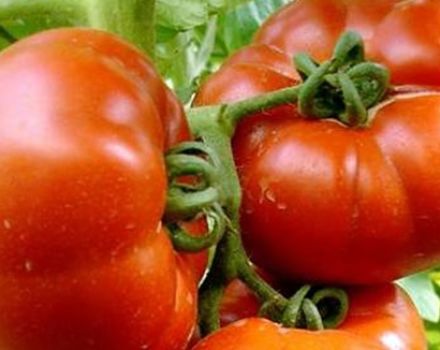 Description and characteristics of tomato Paradise delight, productivity