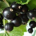 Description and characteristics of the Veloy currant variety, planting and care