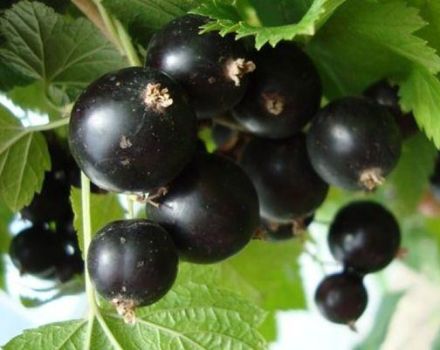 Description and characteristics of the Veloy currant variety, planting and care