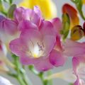 Planting, growing and caring for freesia outdoors