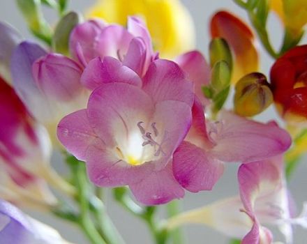 Planting, growing and caring for freesia outdoors