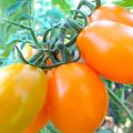 Description of the tomato variety Gold of the East, its characteristics and productivity