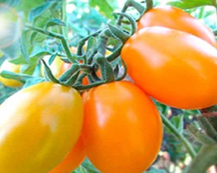 Penerangan mengenai pelbagai jenis tomato Emas di Timur, ciri dan produktiviti