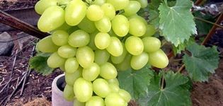 Description of the Arcadia grape variety and yield characteristics, planting and care