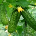 Characteristics and description of the Masha cucumber variety, their planting and care