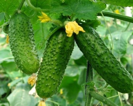 Characteristics and description of the Masha cucumber variety, their planting and care