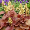 Characteristics and descriptions of Heuchera varieties, planting and care rules