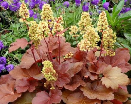 Características y descripciones de las variedades de Heuchera, reglas de plantación y cuidado.