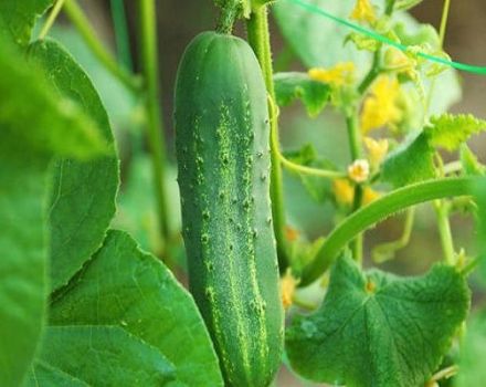 Description of cucumber variety Dirigent F1, its yield and cultivation