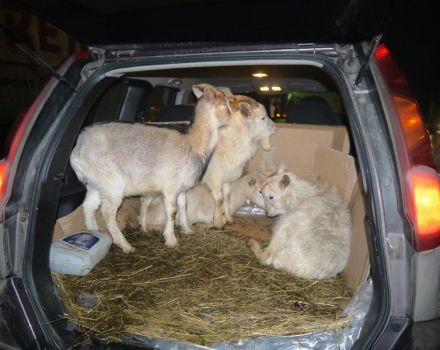 Cara mengangkut kambing di dalam kereta dan kemungkinan masalah