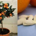 Planting, growing and caring for an orange at home